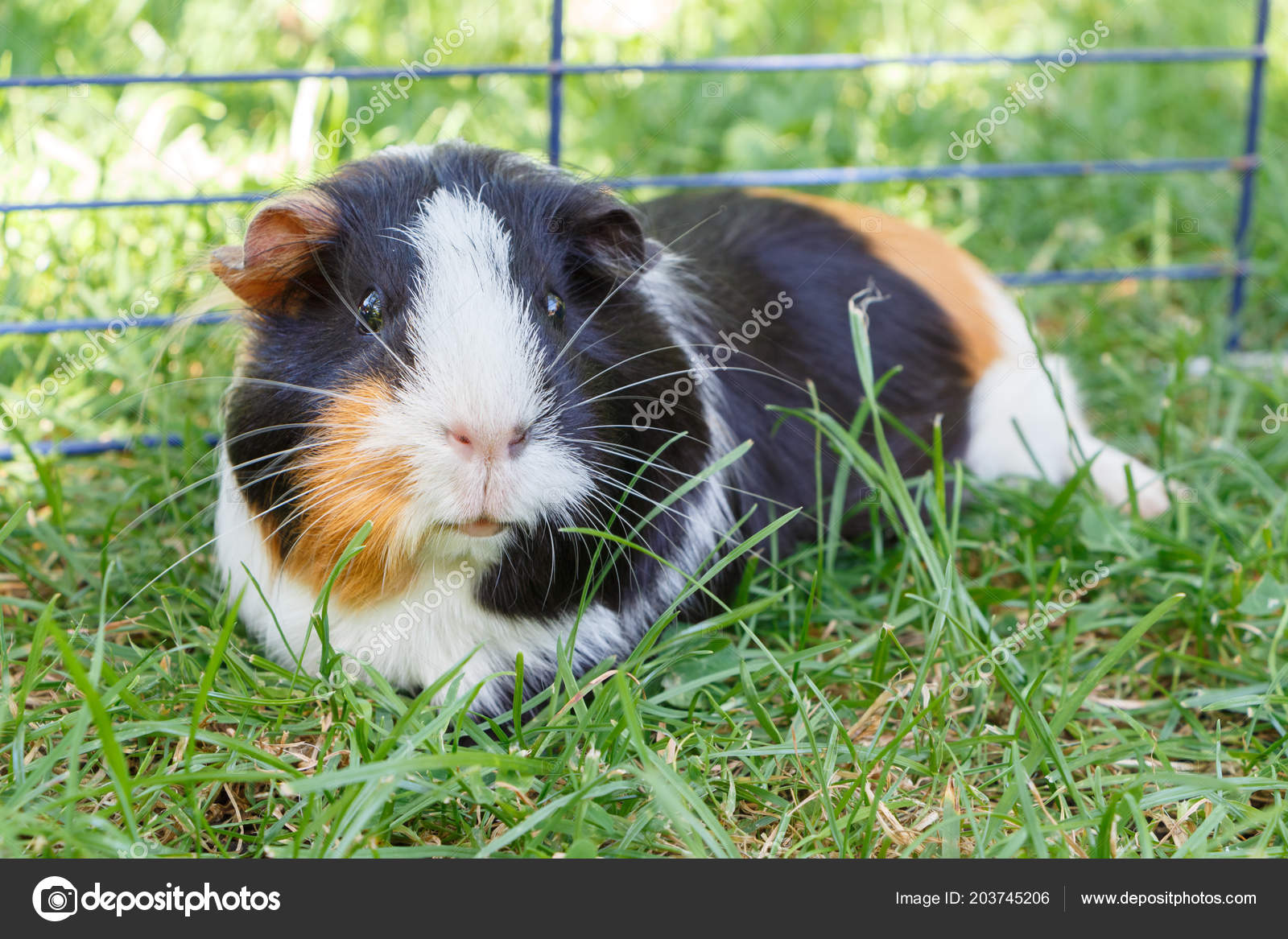 Guinea Pig Lying Grass Wire Fencing Stock Photo C Oceane2508