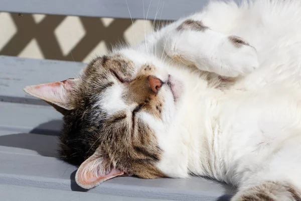 Acostado Gato Tabby Durmiendo Banco Jardín —  Fotos de Stock