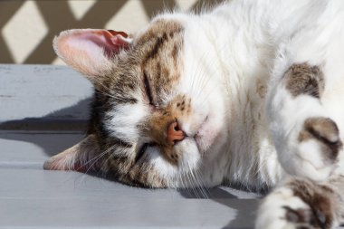 Tekir kedi bir bahçede bir bankta uyuyan aşağı yalan