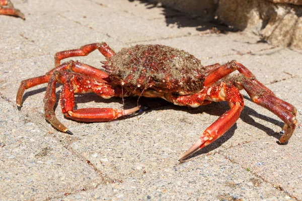 Alive Spider Crab Pavement Fishing Brittany — Stock Photo, Image