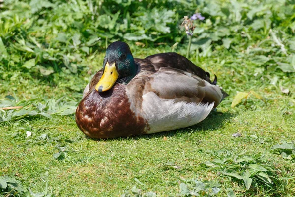 Mallard Pato Acostado Hierba Orilla Río — Foto de Stock