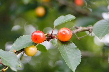 Küçük kiraz kiraz ağacında bir meyve bahçesi olarak yaz aylarında olgunlaşma