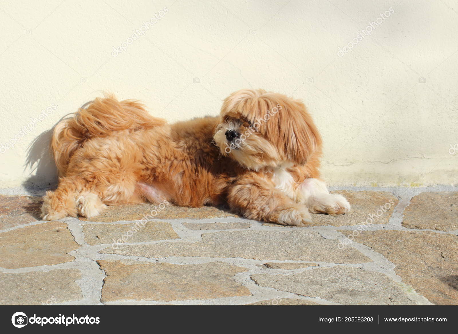 lhasa apso red