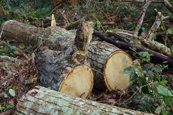 Felled tree trunks and logs in a forest