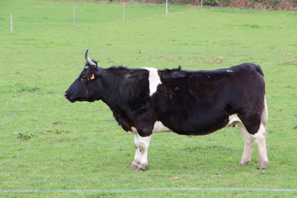 Breton Pie Noire Cow Field Brittany — Stock Photo, Image