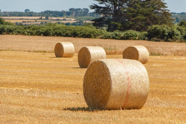 Halmbalar Ett Fält Efter Skörd Bretagne — Stockfoto