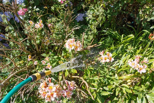 Arrosage Des Plantes Dans Jardin Avec Tuyau Arrosage Vert Été — Photo