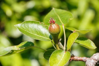 Küçük armut armut ağacında bir meyve bahçesi olarak yaz aylarında olgunlaşma