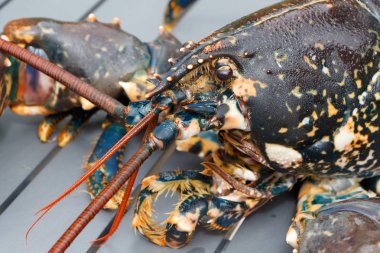 Brittany 'de balık tuttuktan sonra Breton canlı ıstakoz