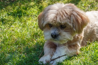 Zencefil Lhasa Apso köpek bir bahçe çim yalan