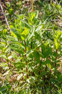 Bahar sırasında bir sebze bahçesi tesisinde nane