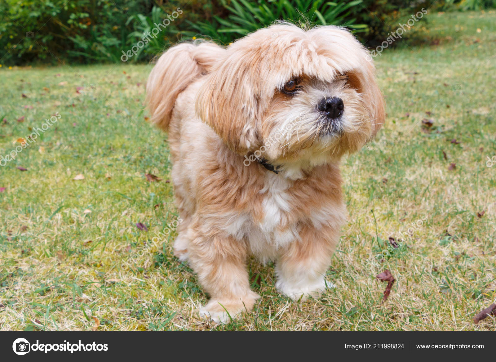 lhasa apso red