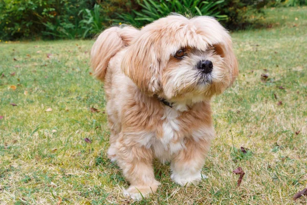 Kırmızı Lhasa Apso köpek Fransa'da bir bahçe içinde