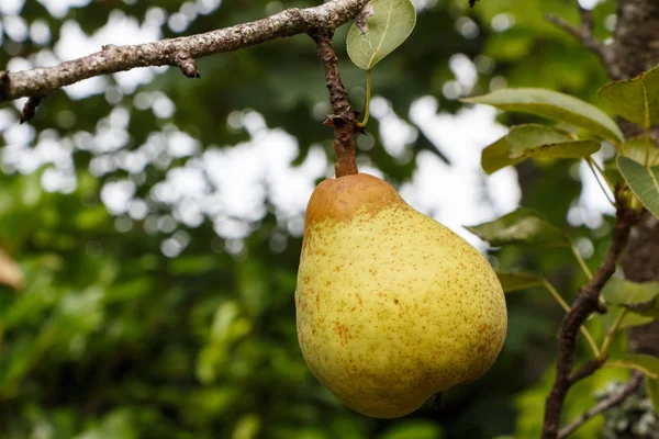 Pear ripening on a pear tree in an orchard during summer