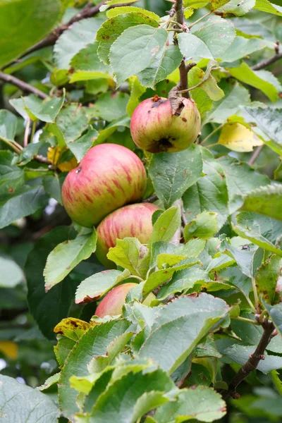 Manzanas Madurando Manzano Huerto — Foto de Stock