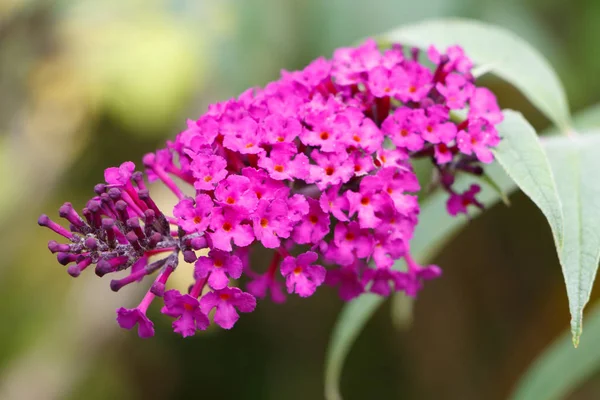 Fialové Květy Butterfly Bush Zahradě Létě — Stock fotografie