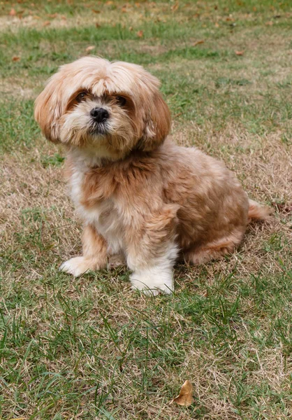 Lhasa Apso Cão Sentado Grama Jardim — Fotografia de Stock