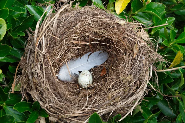 ヘッジの卵と羽の巣 — ストック写真