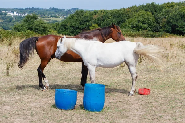 Egy Mezőben Bretagne Ban Nyáron Két Öböl Fehér — Stock Fotó