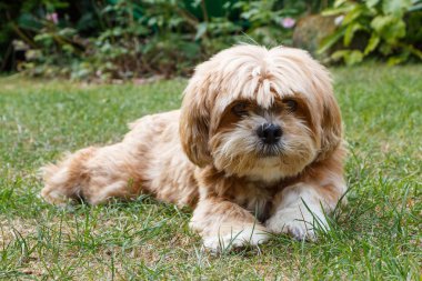 Bir bahçe çim yalan Lhasa Apso köpek