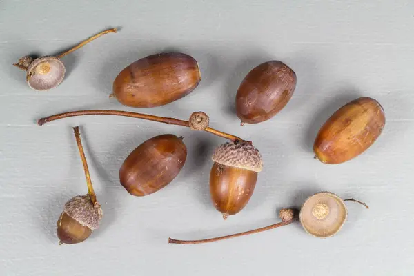 Eikels Cupules Oogst Een Bos Herfst — Stockfoto