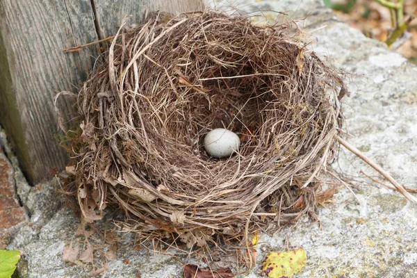 Nest with an egg on the coping of a well in a garden in Brittany