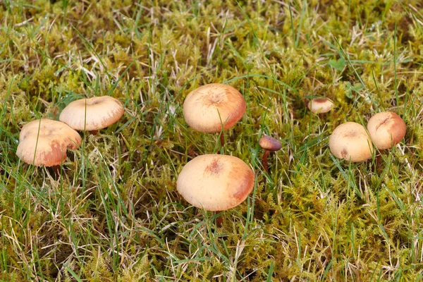 Mower's mushrooms in moss — Stock Photo, Image