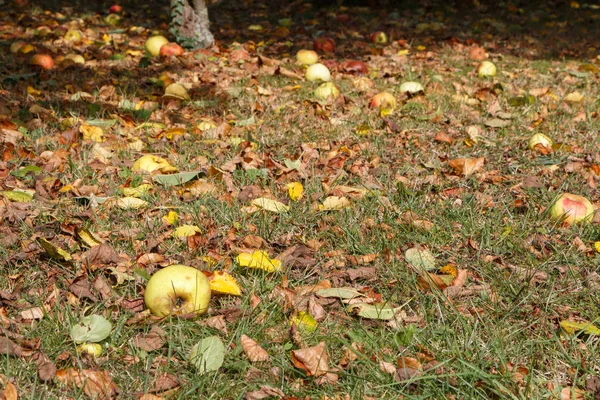 Pommes Pourries Sur Sol Sous Pommier Dans Verger — Photo