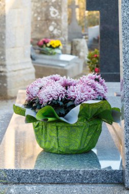 Mor krizantem bitki tüm azizler günü için bir mezar taşı üzerinde