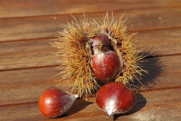 Castagne Buccia Dopo Raccolto Autunno — Foto Stock