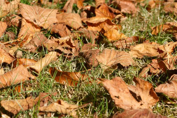 Sonbahar Boyunca Bahçenin Çimlerinde Ölü Yapraklar — Stok fotoğraf