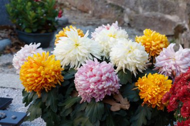 Çok Renkli krizantem bitki tüm azizler günü için bir mezar taşı üzerinde