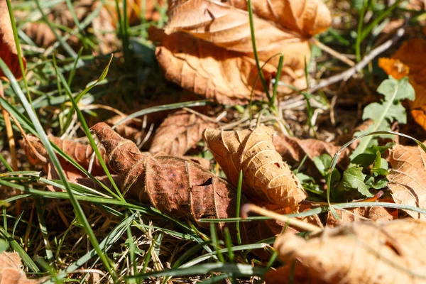 Sonbahar Boyunca Bahçenin Çimlerinde Ölü Yapraklar — Stok fotoğraf