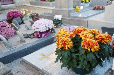 Krizantem bitkiler mezar taşları üzerinde