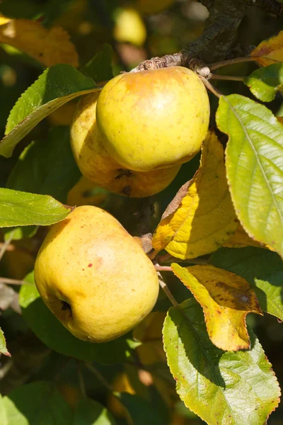 Manzanas Amarillas Madurando Manzano Listas Para Cosechar — Foto de Stock