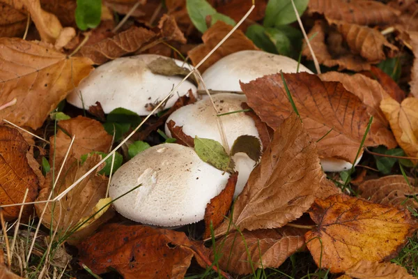 Field Mushroom Dead Leaves Grass Autumn — Stock Photo, Image