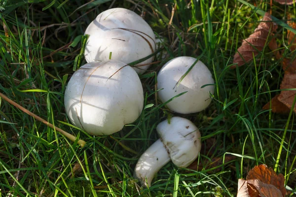 Field Mushrooms Dead Leaves Grass Autumn — Stock Photo, Image