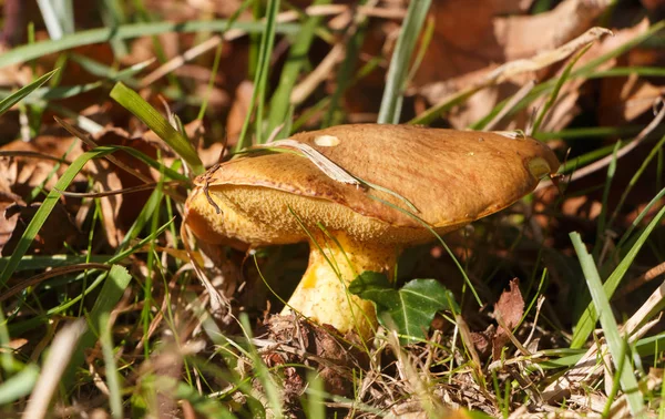 Champignon Gris Glissant Dans Herbe Pendant Automne — Photo