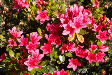 Pembe açelya çiçek bahar sırasında bir bahçede