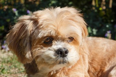 Bir bahçede yalan Lhasa Apso köpek Başkanı yakın çekim