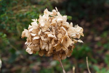 Kış boyunca bahçedeki kuru ortanca çiçeği