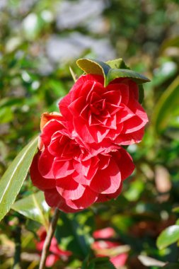 Kamelya Bahçe Bahar sırasında pembe çiçekler