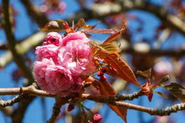 Pembe çiçekler bahar sırasında bir bahçe Japon kiraz ağacı