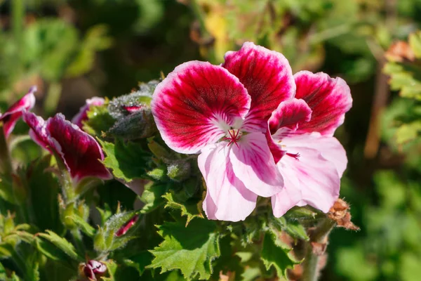 春の庭のピンクと白のゼラニウムの花 — ストック写真