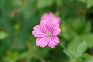 Baharda bahçede pembe sardunya çiçeği