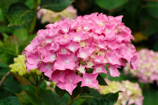 Ροζ Λουλούδι Ορτανσία Κήπο Την Άνοιξη — Φωτογραφία Αρχείου