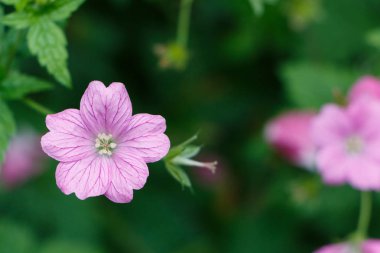 Baharda bahçedeki pembe sardunya çiçekleri
