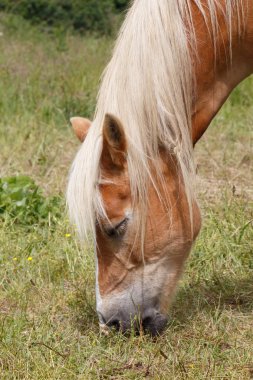 Bir alanda otlayan Haflinger midilli Başkanı yakın çekim