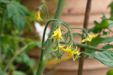 Domates bitkisinin çiçek