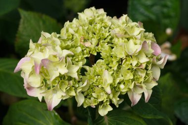 Bir bahçe içinde pembe ortanca çiçek çiçeklenme